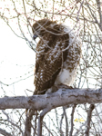 Red tailed Hawk